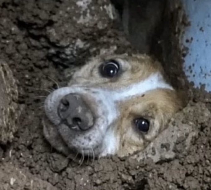 A close-up of a brown and white dog's dirt-covered face peeking out from a hole in the mud, its wide, soulful eyes looking directly at the camera—matching the post's description of Duque, the dog who miraculously survived being buried under mud and emerged alive 20 hours later.