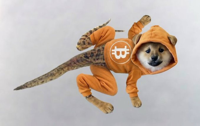 A Shiba Inu puppy wearing an orange hooded outfit with a logo on the back, posed to look like it has a long tail, against a plain gray background.