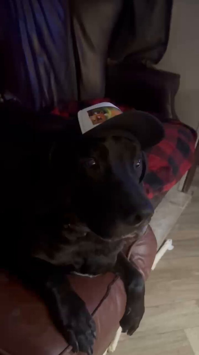 The image features a black dog wearing a baseball cap, sitting on top of an orange couch with its paws resting on the armrests. The caption for this image includes the text "$DOG (bitcoin) YUGEEN (Eugene)", which is likely a reference to Eugene's involvement in Bitcoin. 

The post also contains the text "focus on what is in the image and how it relates to the post", suggesting that the main focus of the image should be on Eugene, the dog wearing the baseball cap.