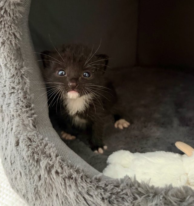 A tiny dark brown kitten with a white chest peeks out from inside a gray fuzzy cat bed, its tongue sticking out slightly.