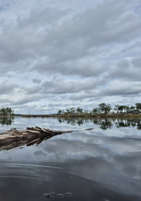 A tranquil landscape photograph of a calm lake reflecting a cloudy sky and distant tree line, with a piece of weathered driftwood extending into the water in the foreground.