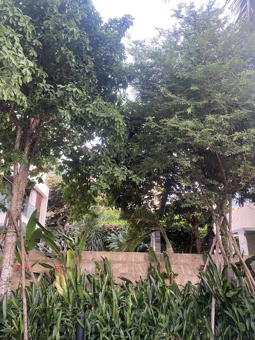 A view of lush green tropical trees and foliage with various plant species, with a building partially visible behind the dense vegetation.