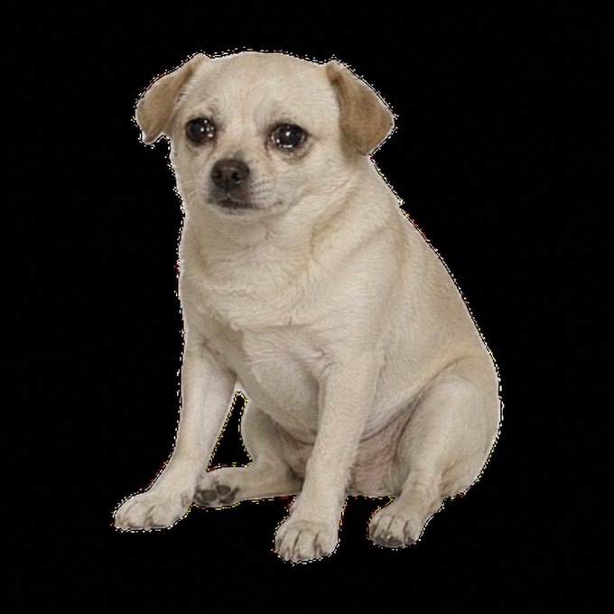 A small cream-colored Chihuahua sits against a black background, directly tying into the memecoin launch as the mascot image for "$CASHDOG."