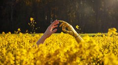 A person's hand reaches up from a vibrant field of yellow flowers under a sunny sky.