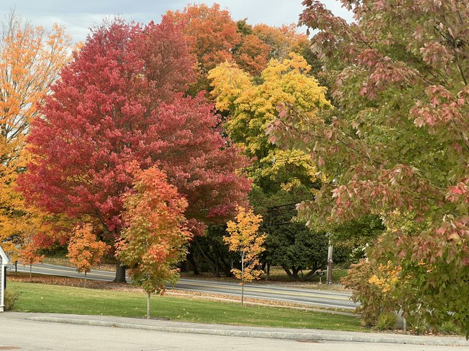 A row of trees displays vibrant fall foliage in brilliant shades of red, orange, and yellow along a quiet roadside, perfectly capturing New England's renowned autumn season. The colorful canopy showcases the region's iconic seasonal transformation that draws visitors each fall.