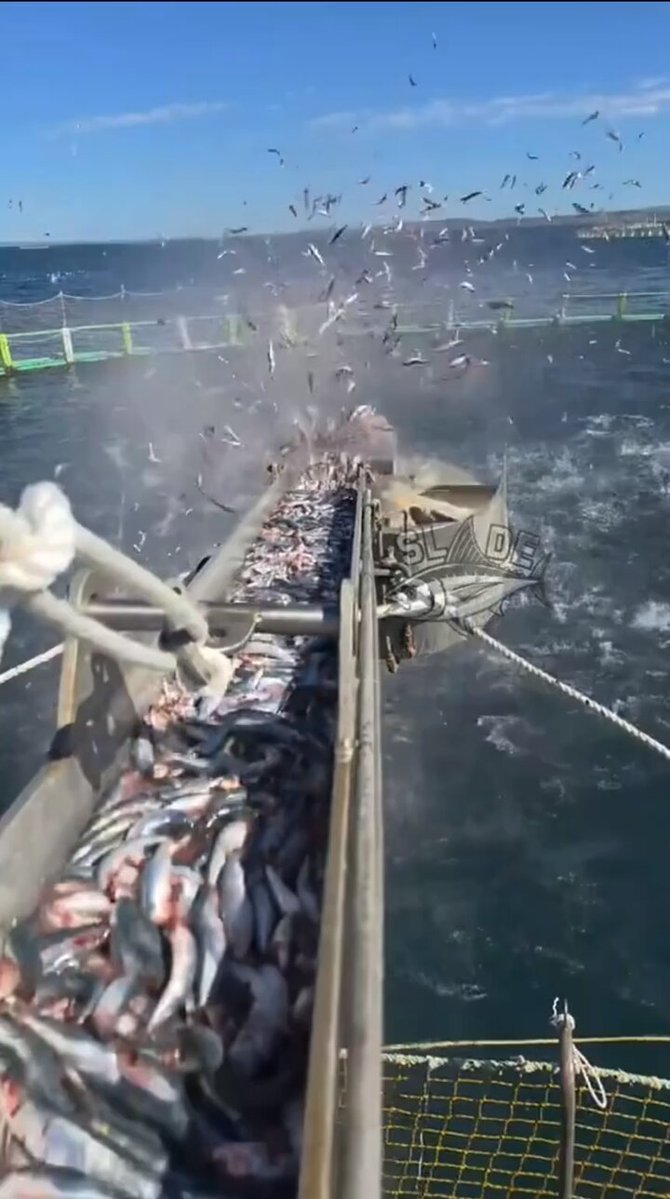 The image shows a large metal conveyor belt filled with fish, which are being processed for use as food or other purposes. A shark is seen biting into one of these fish, causing them to fall off the conveyor belt and onto the water below. The scene captures the moment when the shark's teeth sink into the fish, indicating that it has successfully caught its prey.
