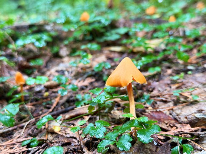 A small orange mushroom grows among green leaves and forest debris on the ground.