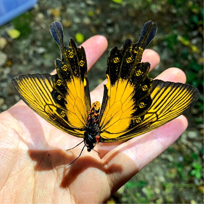 A striking yellow and black butterfly with distinctive diamond-shaped spots rests on an open hand, contrasting against a blurred natural background. The post "Бачили такого метелика?" (Ukrainian for "Have you seen this butterfly?") invites viewers to identify this vibrant insect.