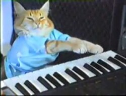 A cat wearing a blue shirt playing a keyboard/piano, appearing as a video thumbnail.