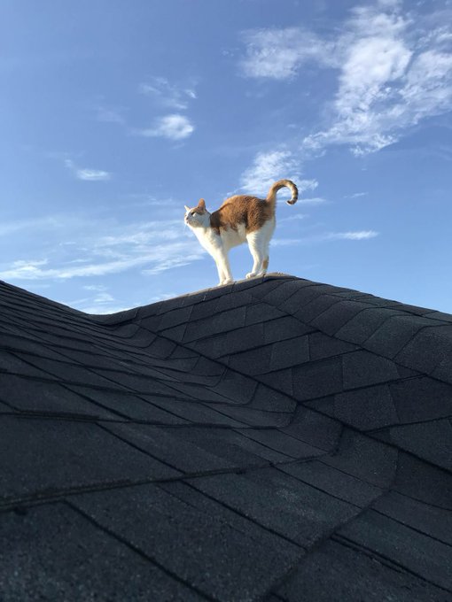 An orange and white cat standing on a shingled roof against a bright blue sky with scattered clouds.