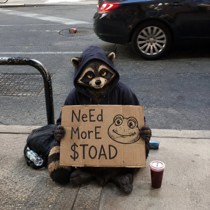 A person in a raccoon costume sits on a sidewalk holding a cardboard sign that reads "NeEd MorE $TOAD" alongside a drawing of a toad, seeking donations to fund additional airdrops of the $TOAD token to their followers.