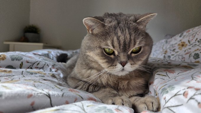 A serious-looking tabby cat lying on a floral-patterned bed with green eyes staring at the camera.