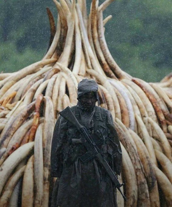 A ranger covered in black soot holds an assault rifle while standing in front of a massive pile of confiscated elephant tusks.
