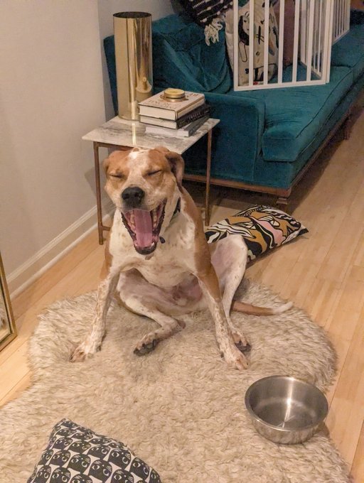 A happy dog with its mouth wide open in a yawn sitting on a fluffy white rug in a living room, with a teal sofa, marble side table, and water bowl visible in the scene.