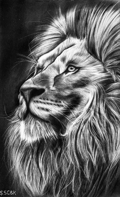 A detailed black and white charcoal or pencil drawing of a lion's face in profile, signed '$SCDX' in the corner.