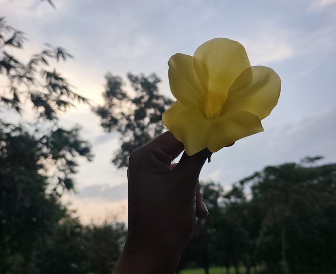 A hand holds up a delicate yellow flower silhouetted against a cloudy sky at dusk, with trees visible in the background.