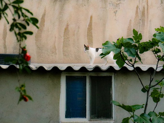 A black and white cat walks along the corrugated roof of a weathered building with blue windows, framed by green foliage in the foreground.