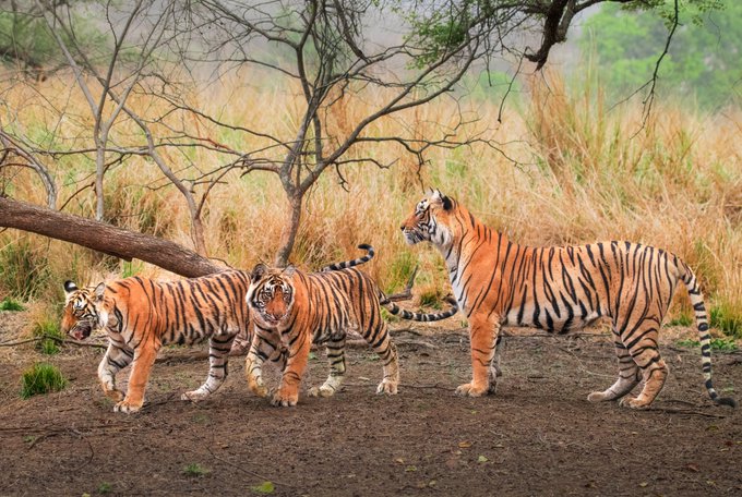 A group of four tigers walking across a dirt clearing with tall grass and trees in the background.