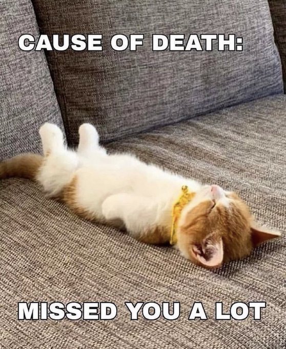 A meme showing a kitten lying on its back on a gray couch with text reading "CAUSE OF DEATH:" at the top and "MISSED YOU A LOT" at the bottom.