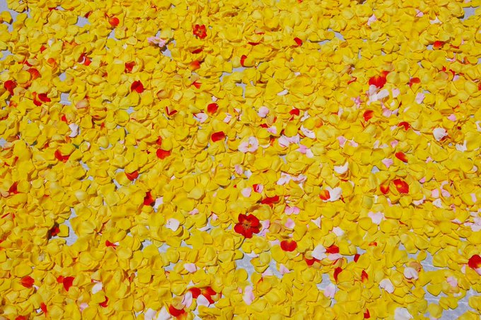 A close-up photograph of scattered flower petals, predominantly yellow with red and pink accents.
