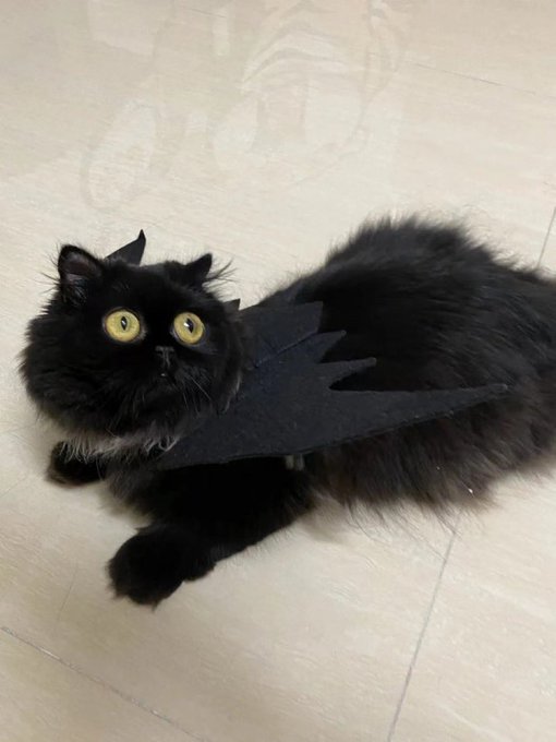 A fluffy black cat with bright yellow eyes lying on a tiled floor, wearing a black felt bat wing accessory.