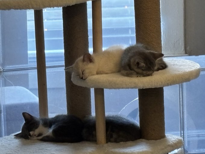 Three cats rest peacefully on a multi-level carpeted cat tree near a window, with two sleeping on the upper platform (one white and one tabby) and a gray and white cat sleeping on the lower level.