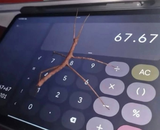 A stick insect resting on a tablet or phone screen displaying a calculator app with the number '67.67' visible.
