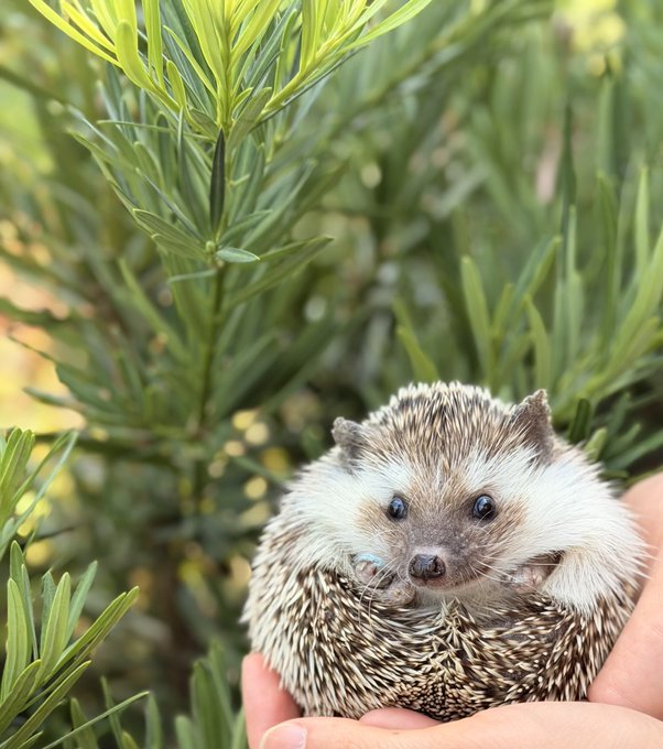 A small hedgehog with spiky brown and white fur is held in a person's hand against a backdrop of green foliage. The image humorously pairs with the post's reference to "$SHRUB," playing on the word "shrub" as both vegetation and a potential crypto ticker, with the hedgehog nestled among leafy shrubs.