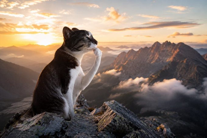 A tabby cat sits majestically atop a rocky peak at sunrise, gazing thoughtfully into the distance with one paw raised to its face, echoing the resilient and contemplative spirit of $HMM's journey described in the post.