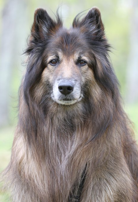 The image features a large, long-haired dog with brown fur sitting in front of a blurred background that appears to be trees or bushes. The dog's ears are perked up, giving it an alert and attentive expression as if it were looking directly at the camera. There is also text present in the image, which reads "Just stumbled on how IBC V2 is turning into the undisputed bridge king." This could possibly be a caption from a photo or video that includes the dog's image.