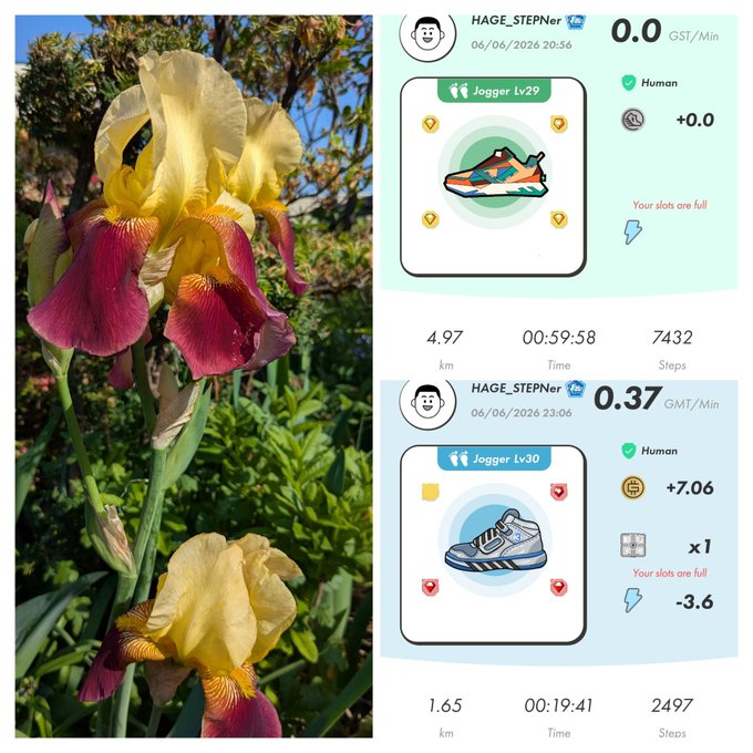The image shows a collage of two photos, one with an iris flower and another with a pair of sneakers. The first photo features a yellow and red iris flower, while the second photo displays a pair of blue and white sneakers. Both images are accompanied by text that provides information about them.