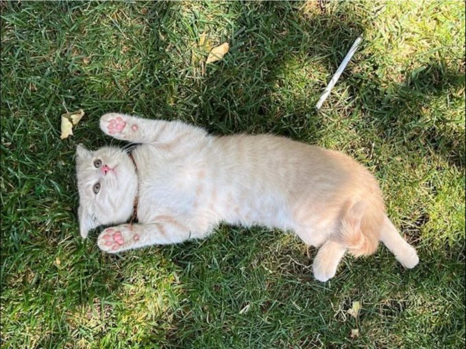 An orange and white cat wearing a collar lies on its back on a grassy lawn with its paws curled upward.