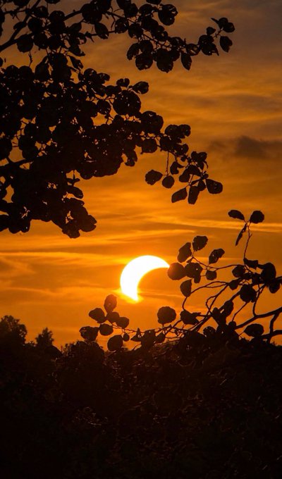 A stunning sunset or sunrise scene featuring a crescent-shaped sun (during an eclipse) silhouetted by dark leafy tree branches against a vibrant golden-orange sky.