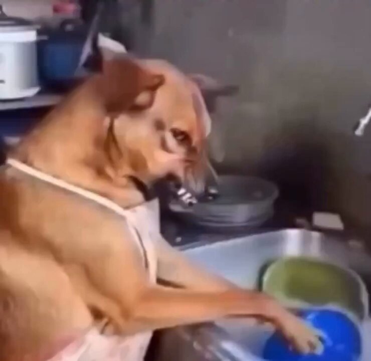 The image features a brown dog wearing an apron while washing dishes with blue plates at a kitchen sink. A caption below the photo reads "Bitcoin 250k, they said, Altcoin Season, they said", which suggests that the dog's owner might be discussing Bitcoin or other cryptocurrency-related topics during their time spent together in the kitchen.