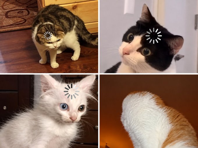 A four-panel collage shows different cats with loading spinner icons over their eyes, including a tabby, a black and white cat, a white kitten, and an orange and white cat from behind.