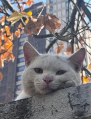 A white cat with green eyes peeks over a stone wall, with autumn maple leaves and a tall building visible in the background.