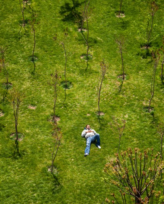 An aerial view of a person lying on bright green grass in an orchard, surrounded by young trees casting long shadows.