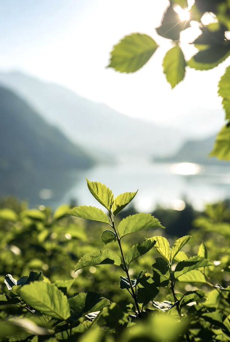 A close-up of green plant leaves backlit by sunlight, with a blurred mountain and lake landscape in the background.