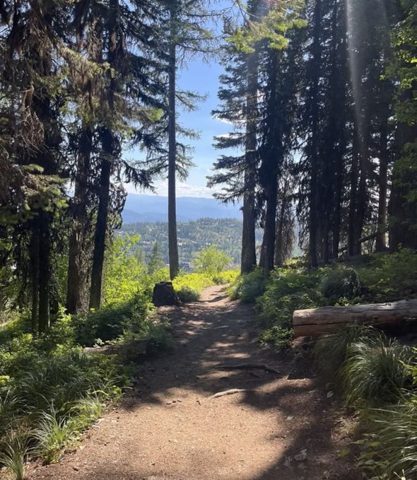 A dirt hiking trail winds through a lush green forest with tall pine trees, overlooking a valley and distant mountains under a blue sky.