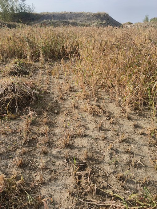 A photograph of a harvested or dried rice field with cracked earth, golden-brown stalks, and a small mound or hill visible in the background.