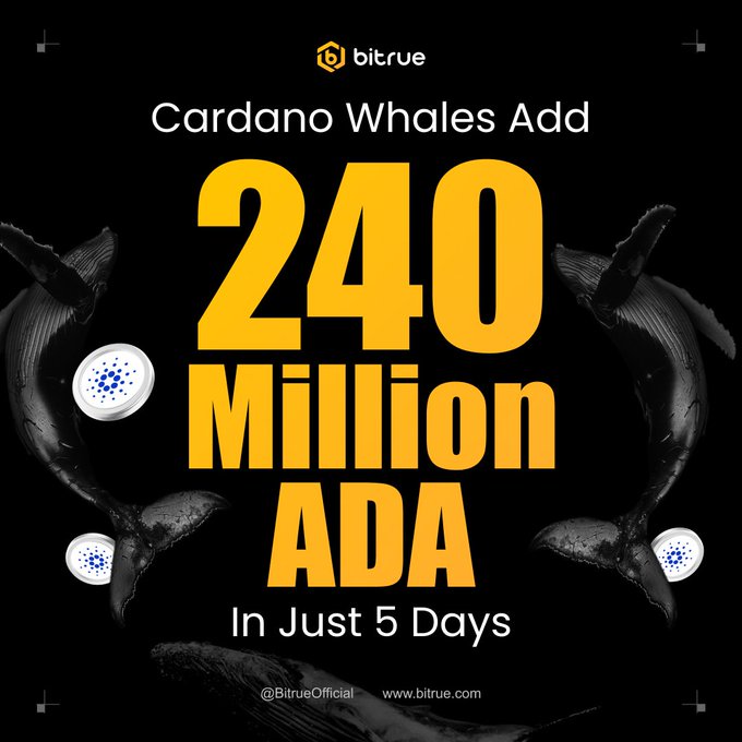 The image, branded with the Bitrue logo, features a striking black background with two whales flanking the bold text "Cardano Whales Add 240 Million ADA In Just 5 Days," accompanied by images of ADA coins. This visual reinforces the accompanying post's message about significant whale accumulation of $ADA, highlighting the 240 million tokens added in just five days alongside other bullish market metrics.