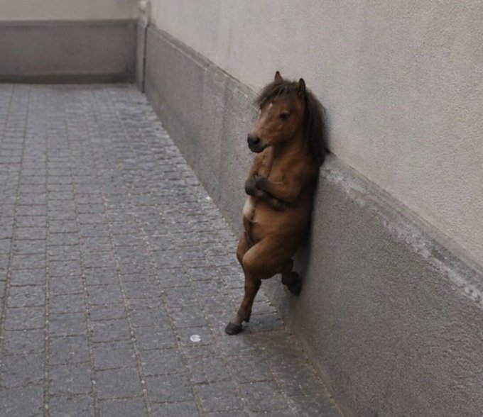 A brown pony standing on its hind legs, leaning against a wall on a paved street.