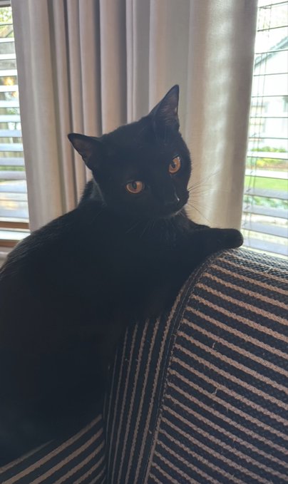 A black cat with bright golden eyes resting on a striped gray and white couch, positioned in front of light gray curtains and a window with blinds.