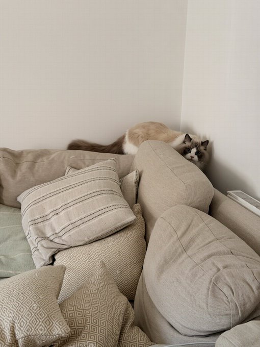 A cozy cat perches atop a stack of beige and striped pillows on a soft sofa, relaxing in the morning light. "Gm" — a perfect greeting for a sleepy, snuggled-up feline friend starting the day.