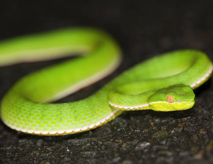 A close-up photograph of a bright green viper snake with red eyes coiled on a dark rocky surface.