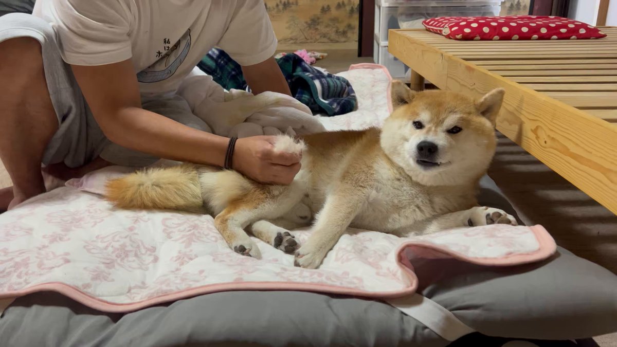 The image shows a man petting a Shiba Inu dog, which appears to be enjoying the attention. The dog's fur is brown with white markings, giving it a distinctive appearance. The man is kneeling down next to the dog on a bed or couch, and there are two pillows in the scene - one near the dog and another further away from them.

The post about Shiba Inu dogs seems to be expressing frustration towards someone taking over their territory. This sentiment can be inferred from the image where the man is petting the dog while it's occupying a space that he considers his own, which might make him feel annoyed or upset.