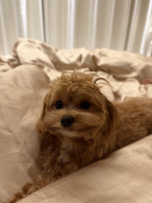A fluffy, light brown dog lies on cream-colored bedding, looking directly at the camera with big dark eyes—a wholesome visual contrast to the skeptical post questioning whether the announced $1,000,000 giveaway will actually be fulfilled.