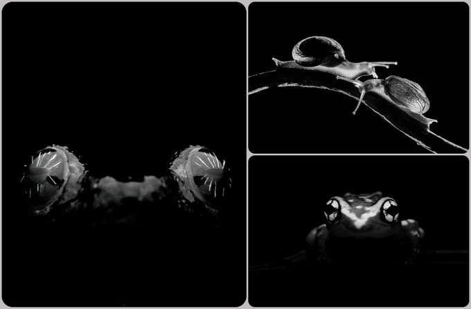 Three black and white macro photographs showing the predatory Venus flytrap, a snail crawling on a plant stem, and a frog.