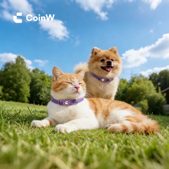 An orange cat and a Pomeranian dog, both wearing purple collars, relax together on green grass under a blue sky, with "CoinW" logo in the corner.