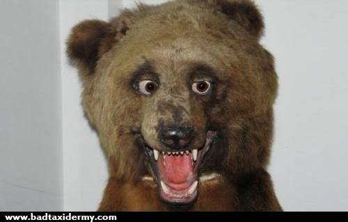 A taxidermy brown bear head with an open mouth and wide eyes is displayed against a white wall, with watermark 'www.badtidermy.com' at the bottom.